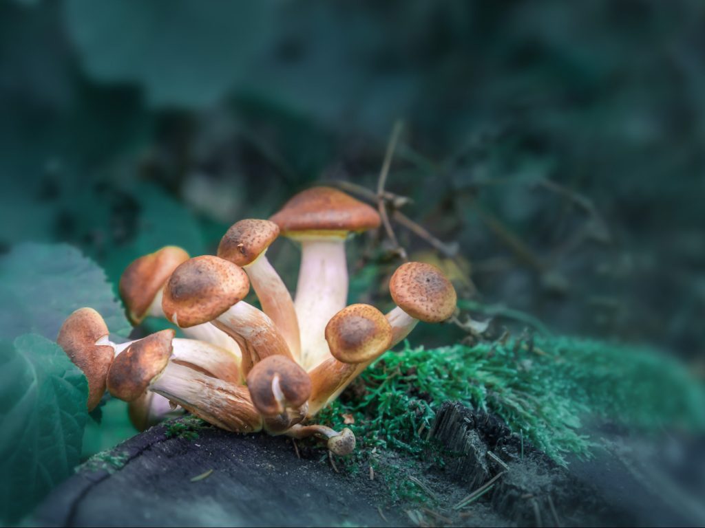Types of Mushrooms